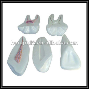 ISO Amplified Model of Human Teeth model,dental teeth anatomy HR-305